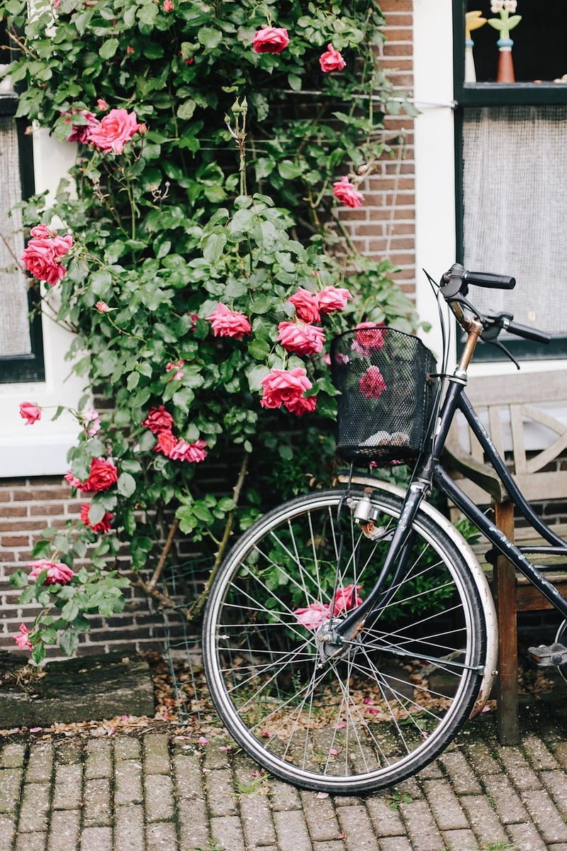 Bicycle Planter